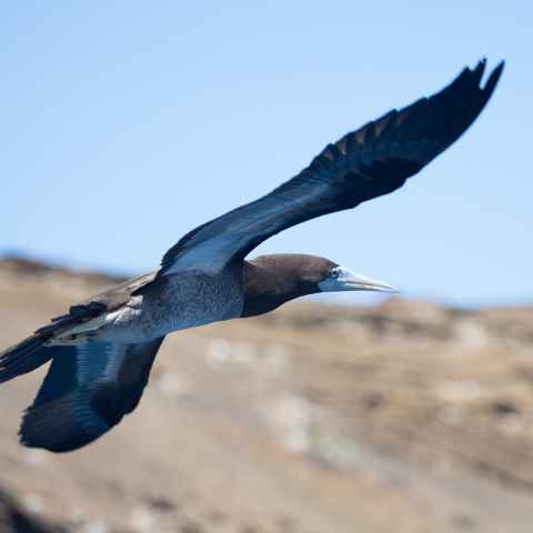 Lehua Bird Sanctuary