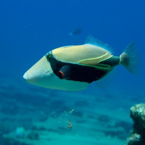 Kauai snorkeling tours