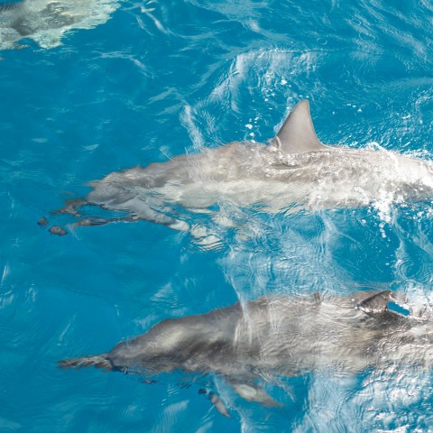 a fish swimming under water
