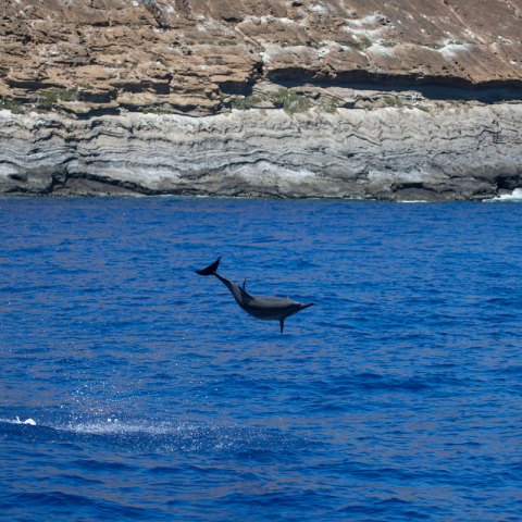 Niihau dolphins
