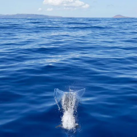 Kauai channel to Niihau