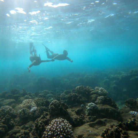 Kauai snorkeling tour
