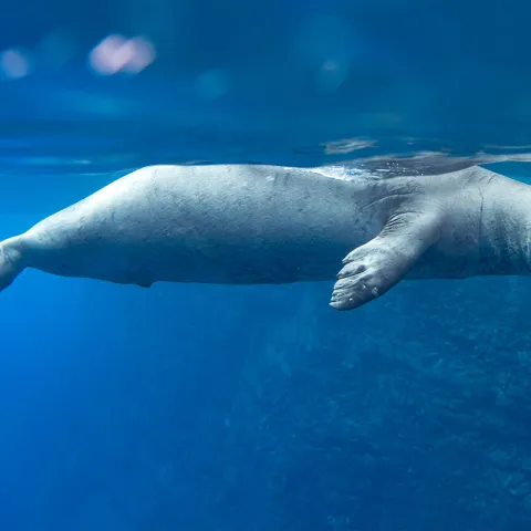 Hawaiian Monk Seal
