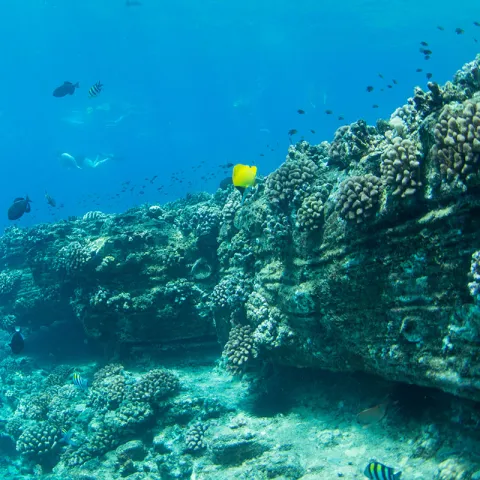 Lehua Crater snorkeling