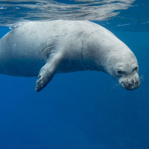 Hawaiian Monk seal
