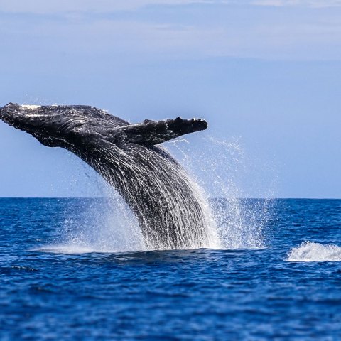 Niihau humpback whales